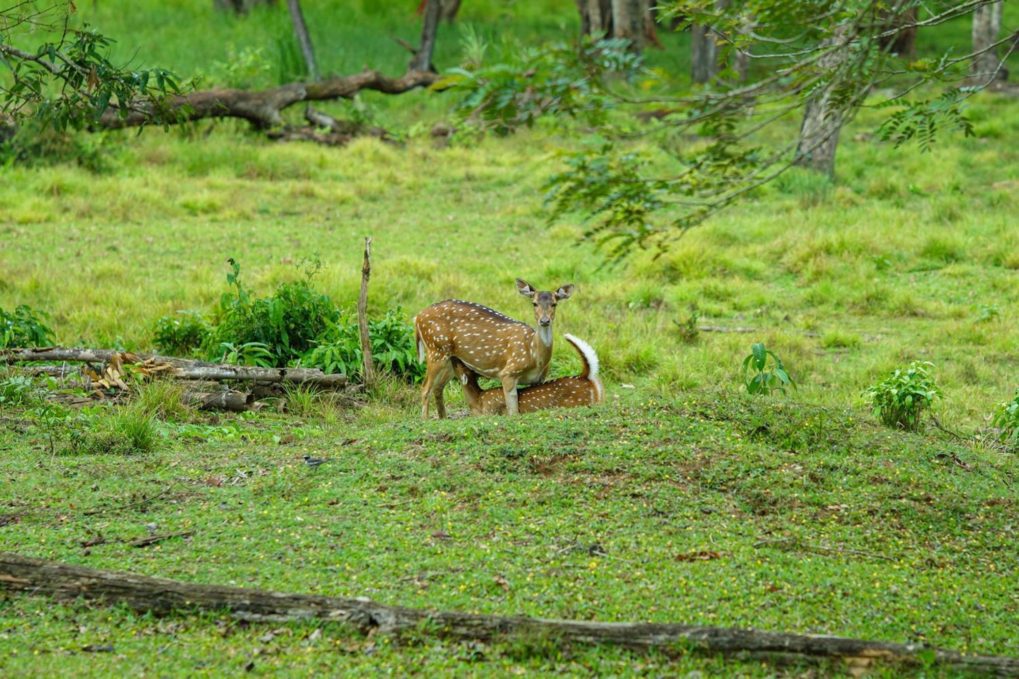 Kuruva Island Resort And Spa - By Kabini Breeze, Wayanad Mananthavady Esterno foto